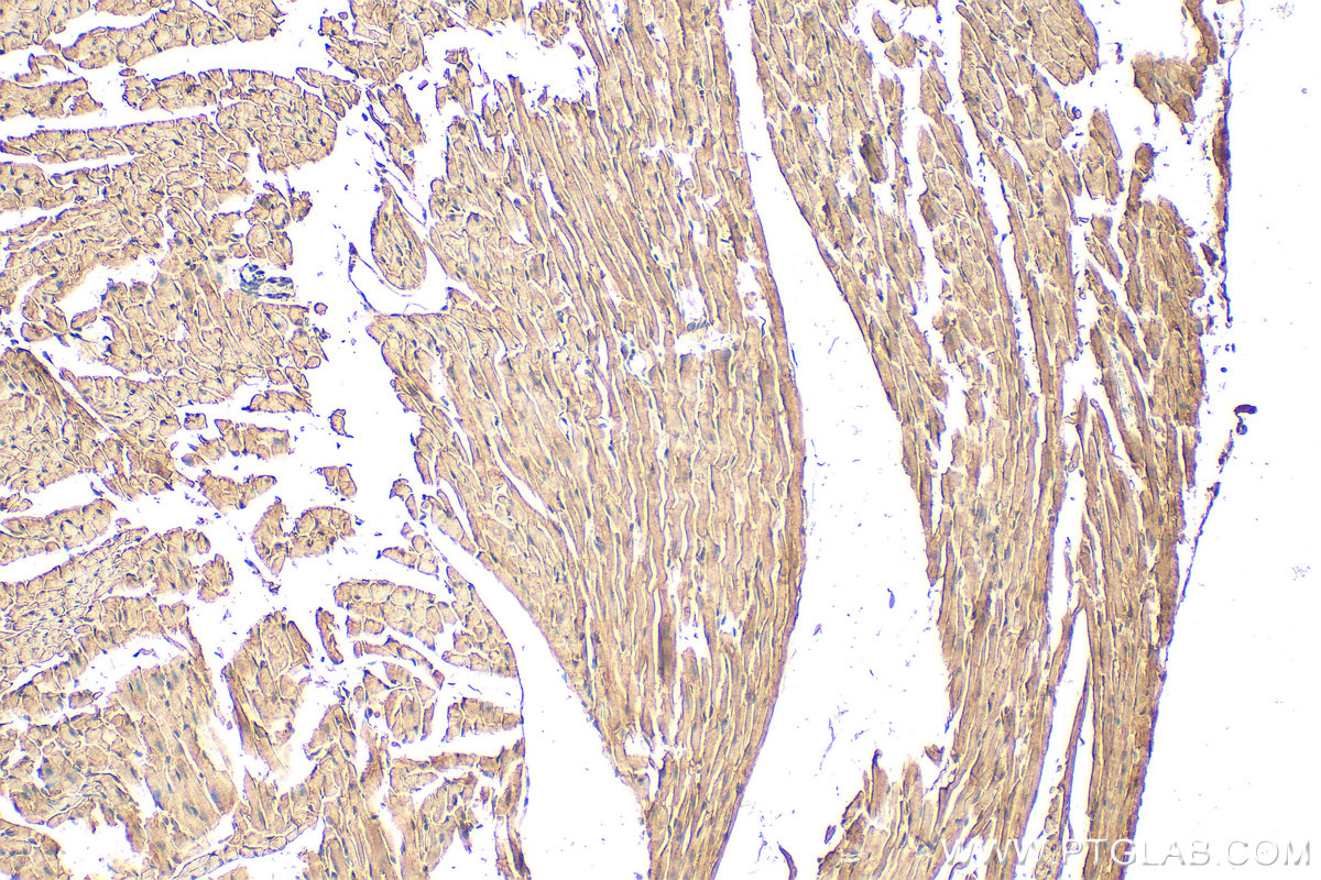 IHC staining of mouse heart using 21175-1-AP