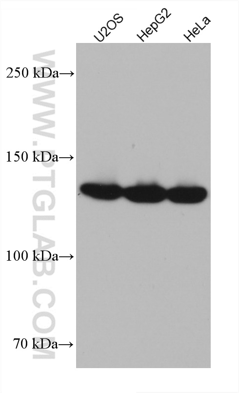 WB analysis using 67679-1-Ig