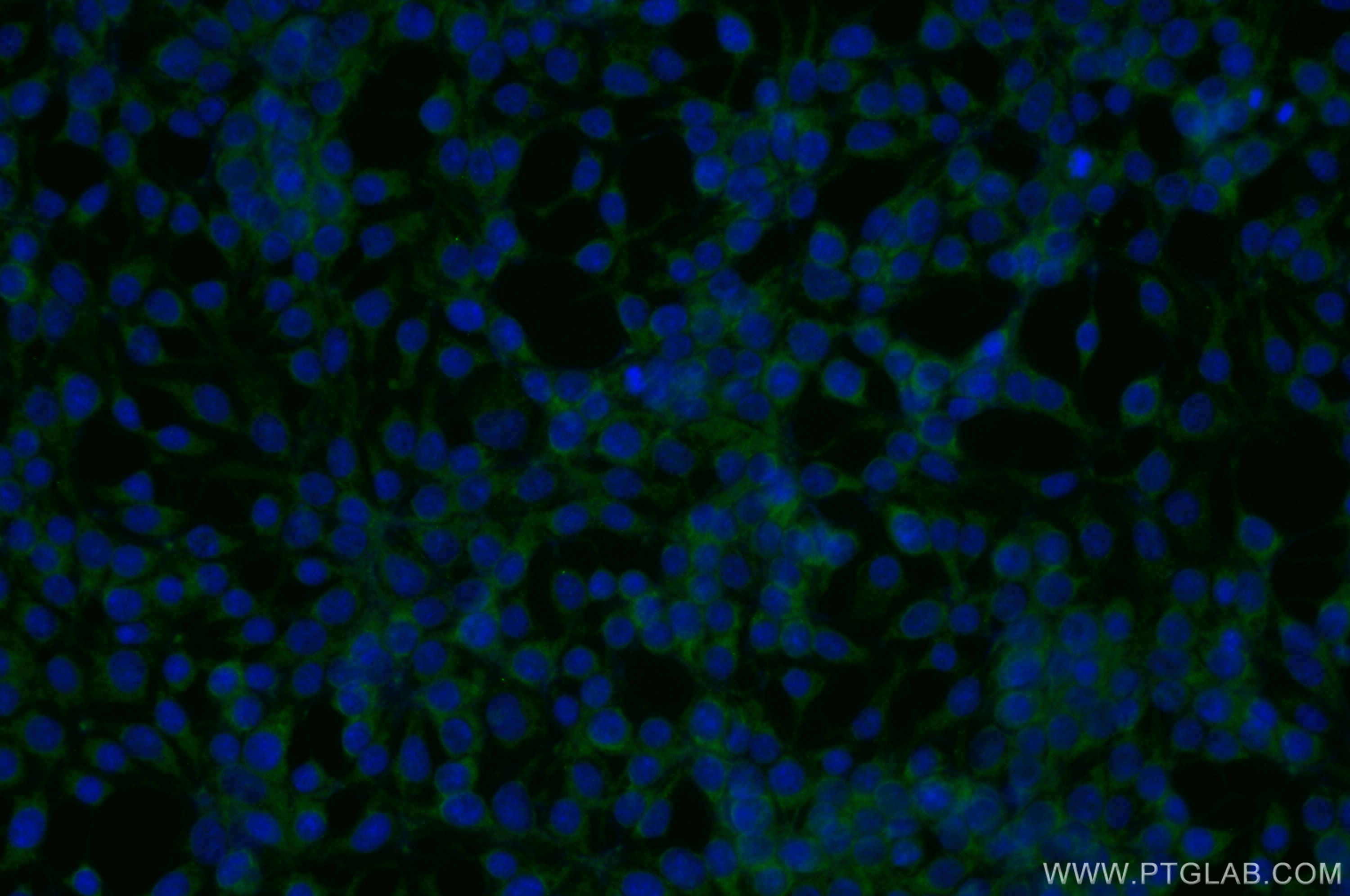 IF Staining of HEK-293 using 10128-2-AP