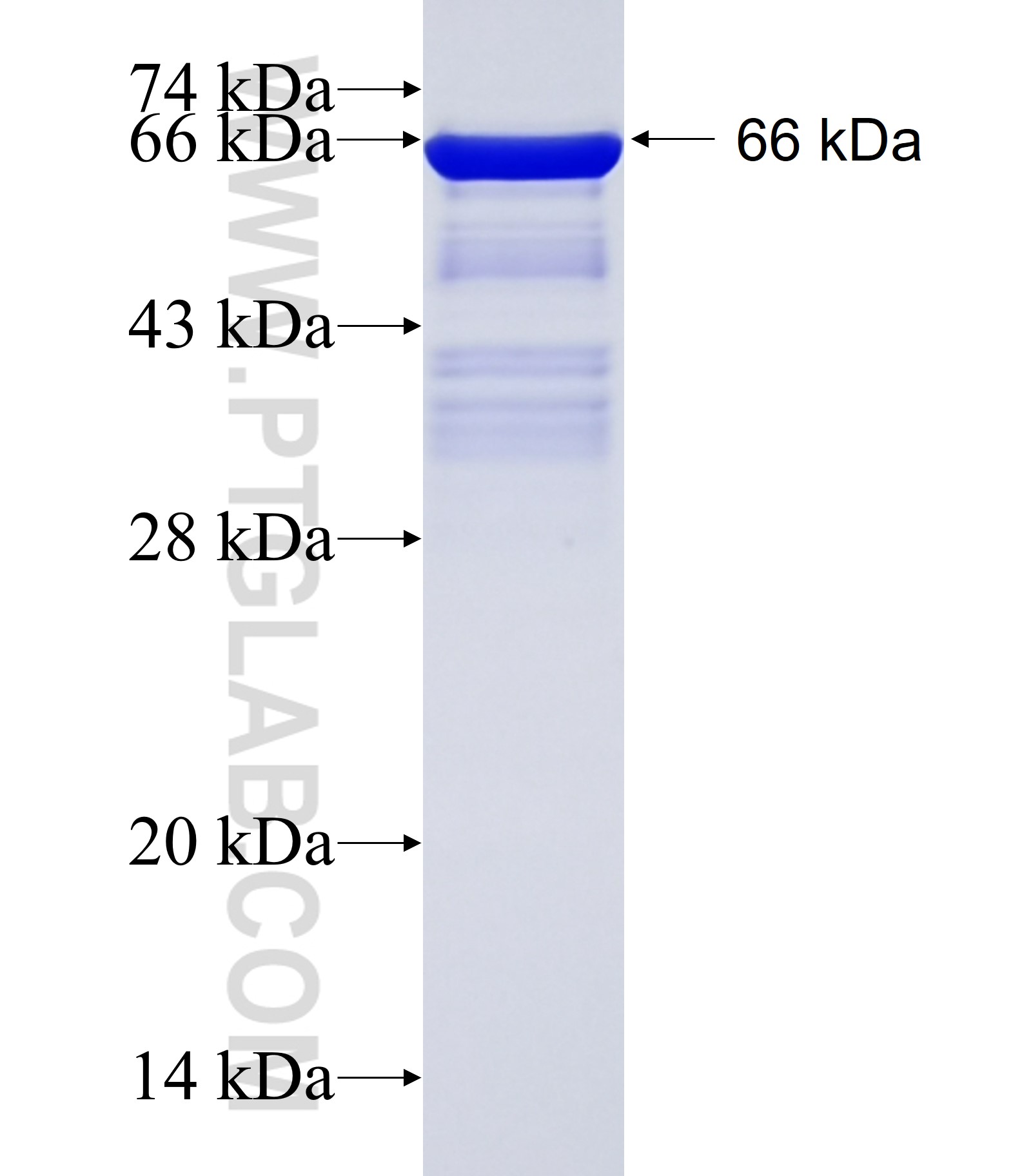 LRRC23 fusion protein Ag14901 SDS-PAGE LRRC23 fusion protein Ag14901 SDS-PAGE