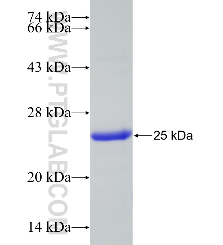 LRRC32 fusion protein Ag23423 SDS-PAGE