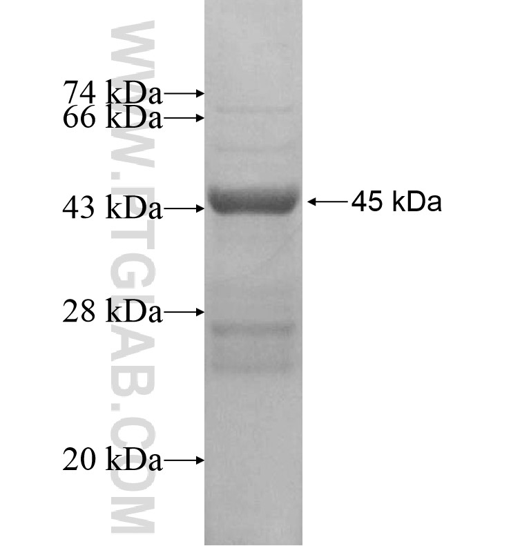 LRRC3B fusion protein Ag16234 SDS-PAGE LRRC3B fusion protein Ag16234 SDS-PAGE
