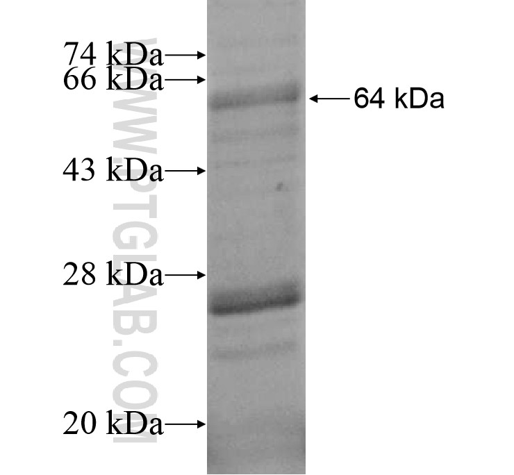 LRRC41 fusion protein Ag14266 SDS-PAGE