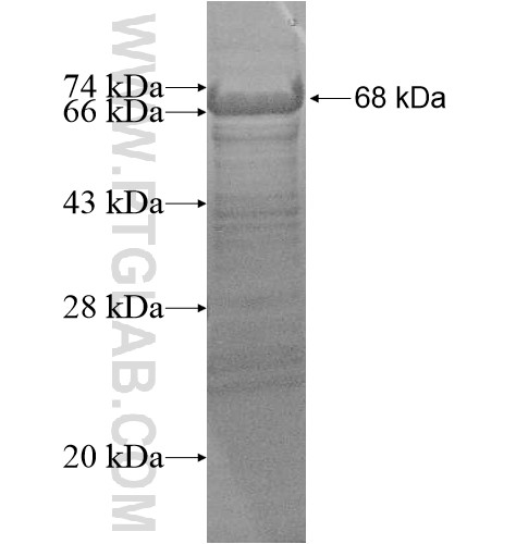 LRRC43 fusion protein Ag15034 SDS-PAGE LRRC43 fusion protein Ag15034 SDS-PAGE