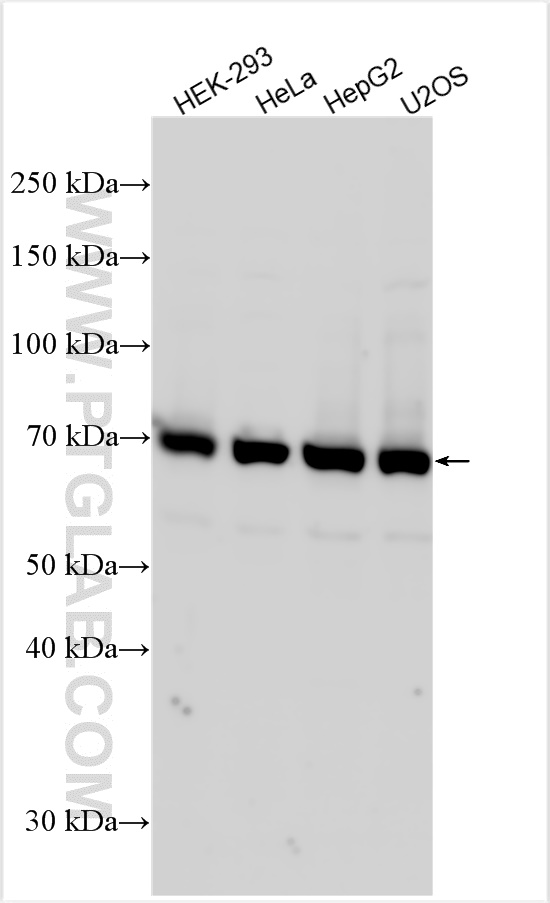 WB analysis using 32111-1-AP