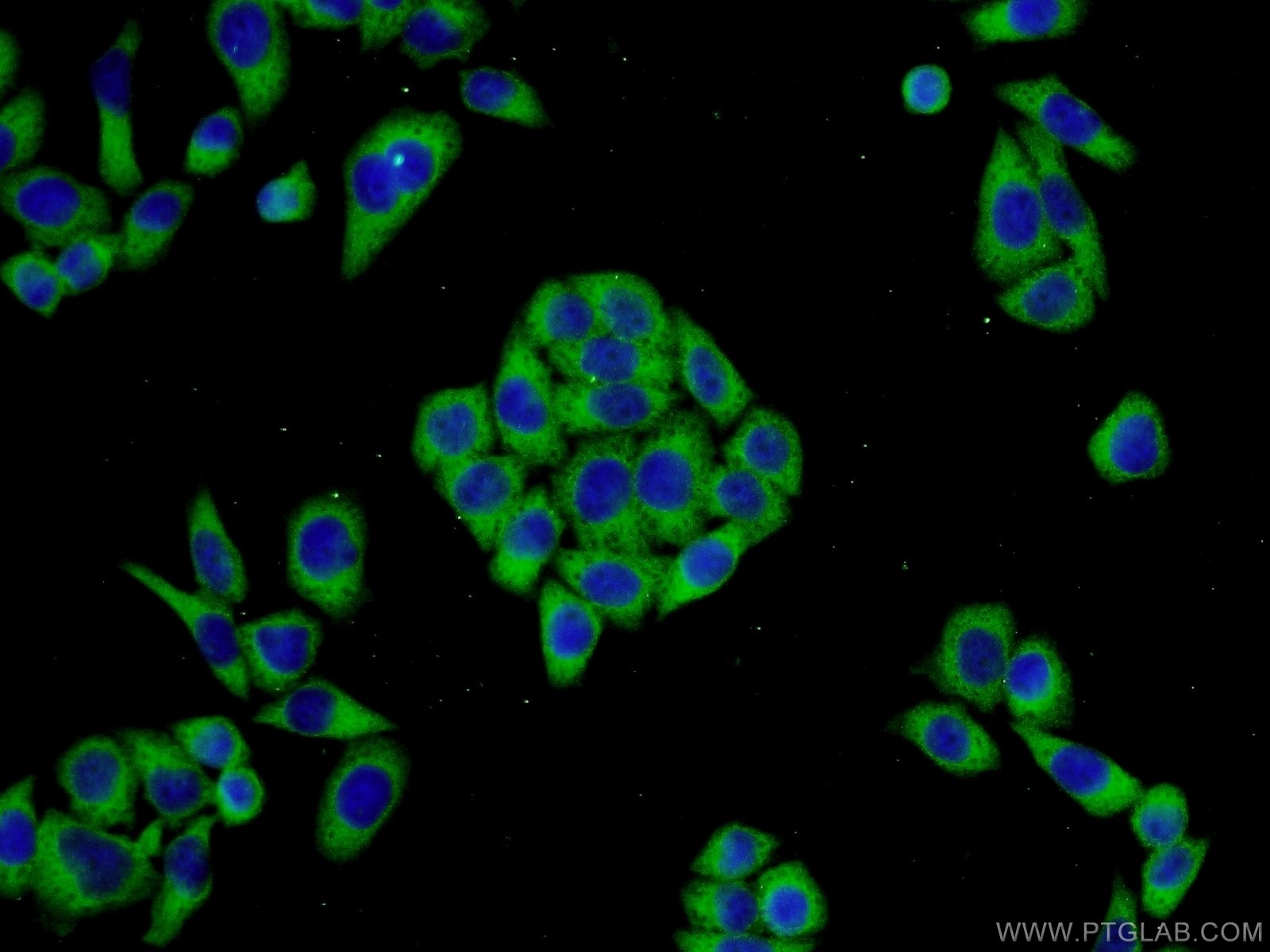 IF Staining of L02 using 23217-1-AP