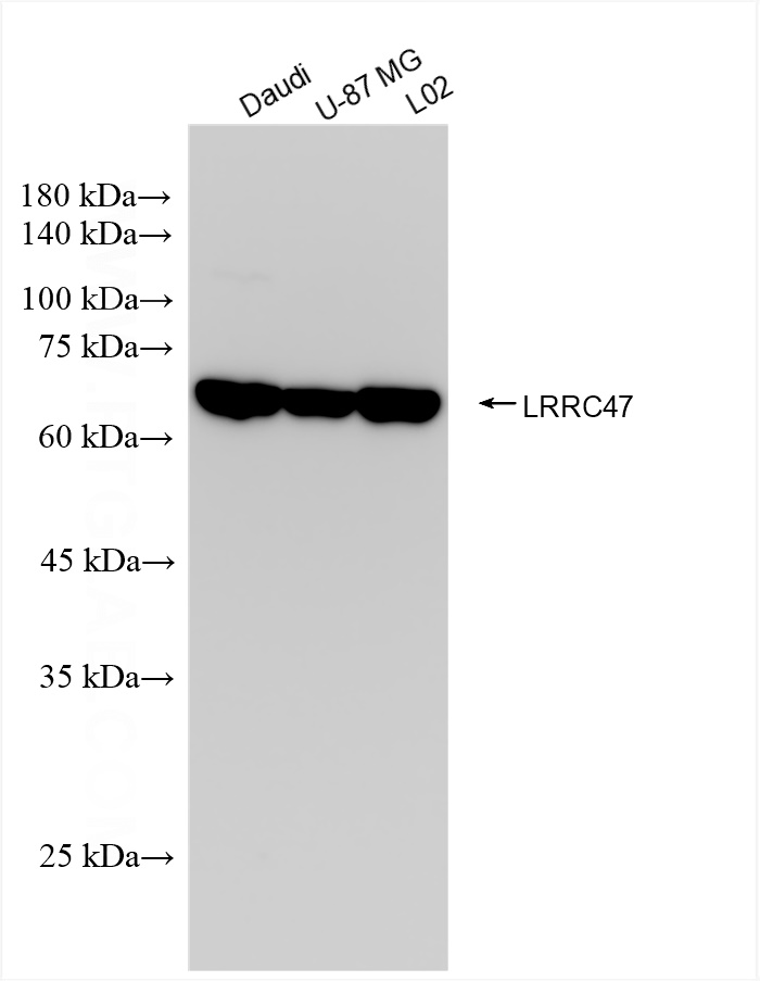 WB analysis using 83693-3-RR