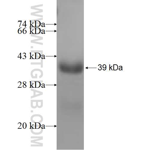 LRRC4C fusion protein Ag5035 SDS-PAGE LRRC4C fusion protein Ag5035 SDS-PAGE