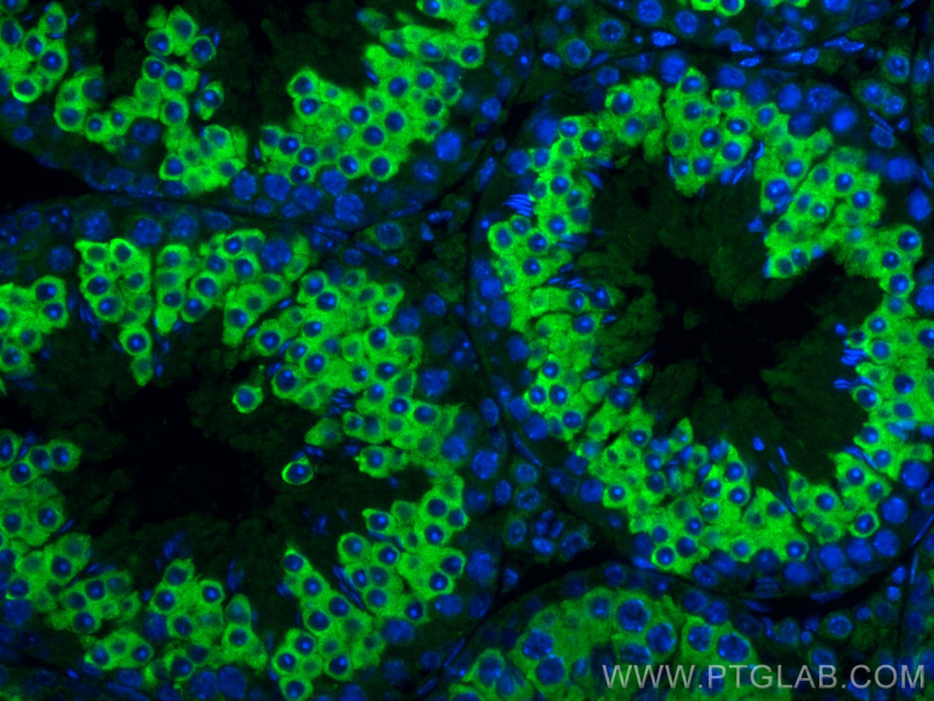 IF Staining of mouse testis using CL488-30156