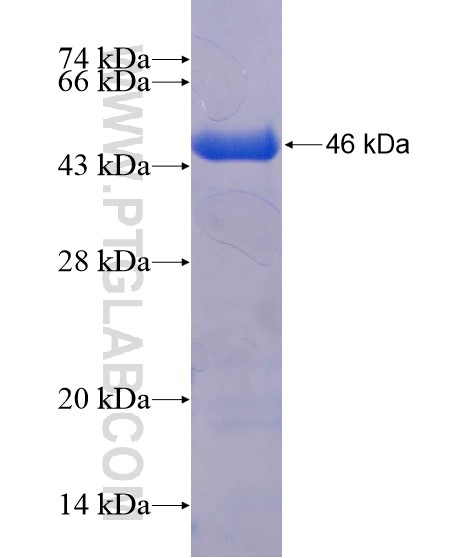 LRRC56 fusion protein Ag22018 SDS-PAGE