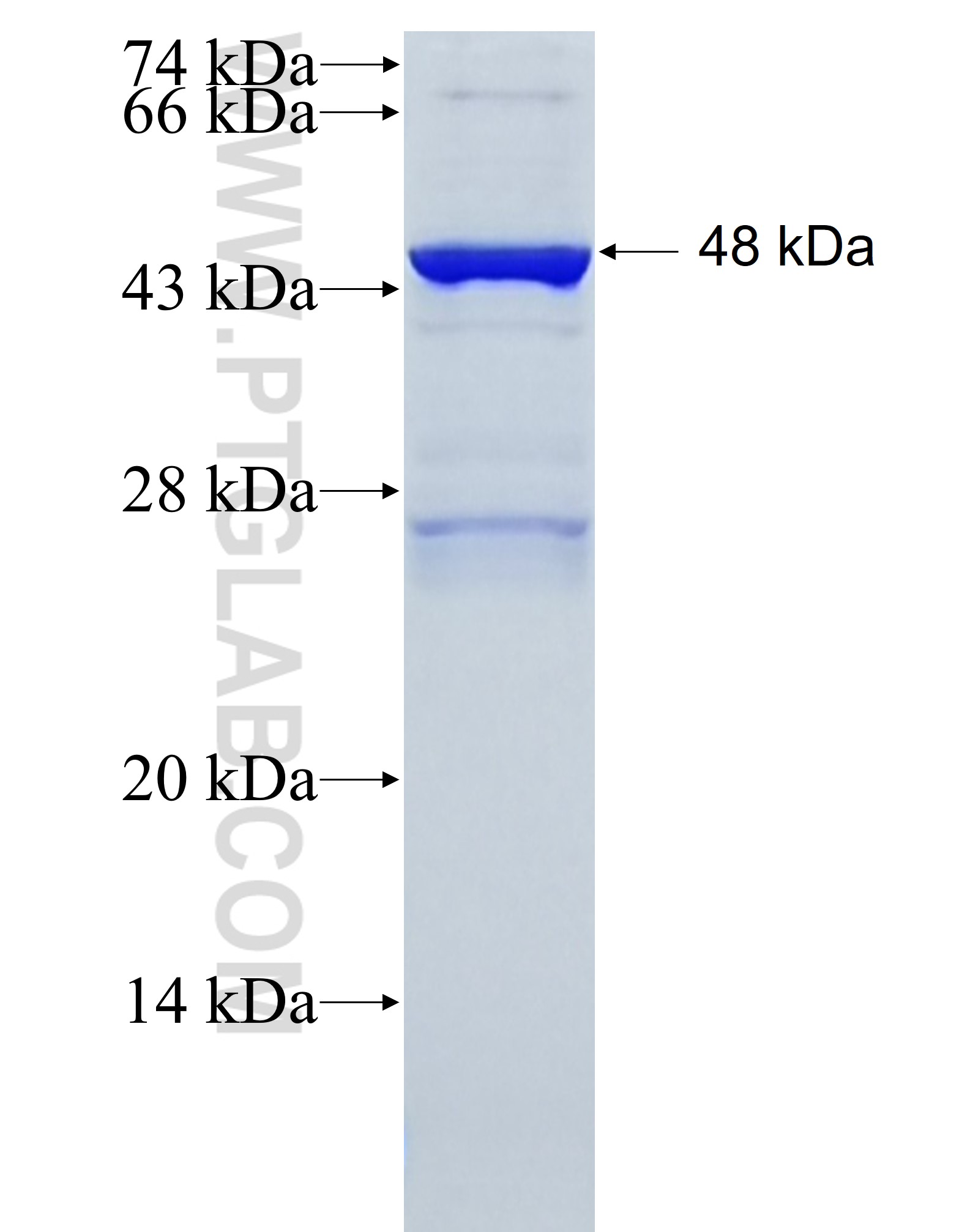 LRRC57 fusion protein Ag36790 SDS-PAGE