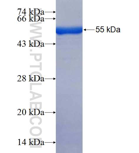 LRRC59 fusion protein Ag26090 SDS-PAGE