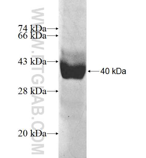 LRRC8A fusion protein Ag10062 SDS-PAGE