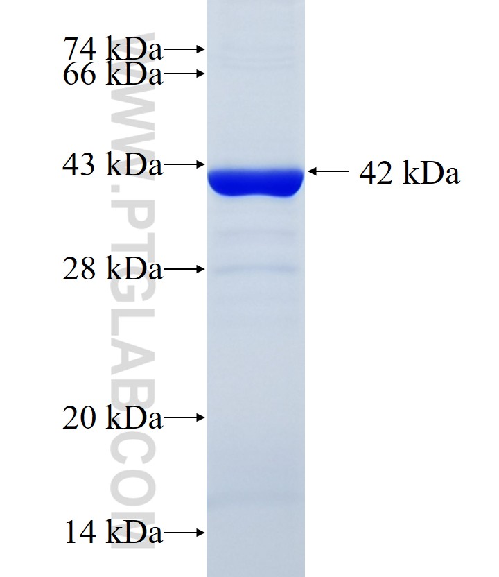 LRRC8A fusion protein Ag10062 SDS-PAGE