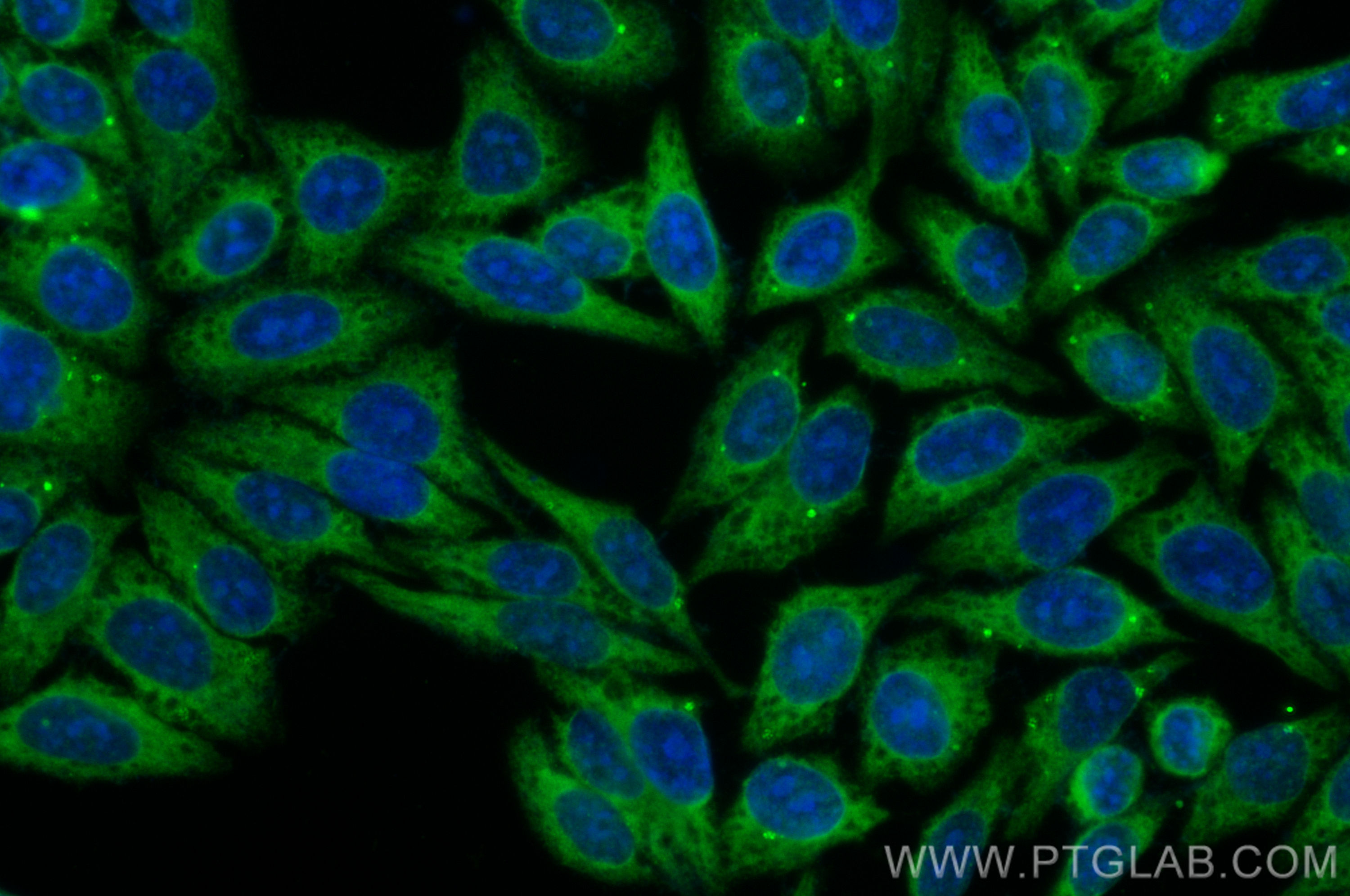 IF Staining of HepG2 using CL488-21601