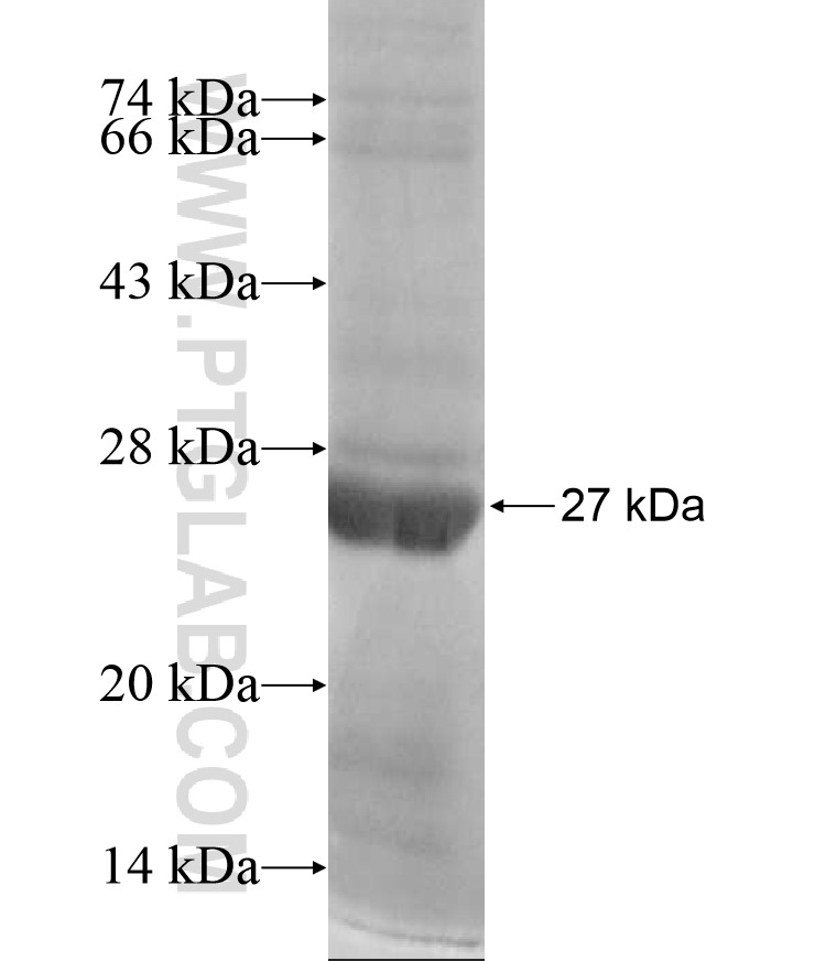 LRRC8C fusion protein Ag17001 SDS-PAGE