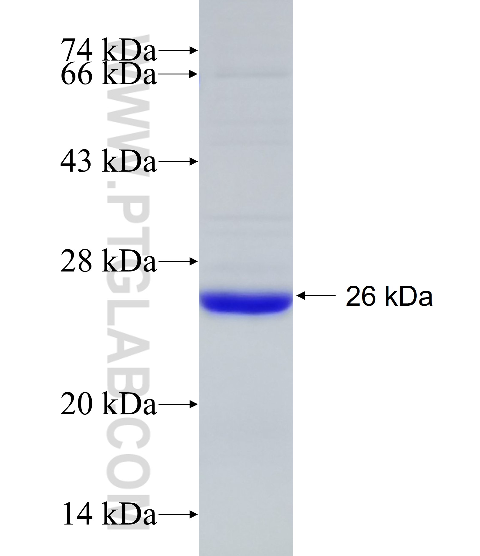 LRRC8C fusion protein Ag17001 SDS-PAGE