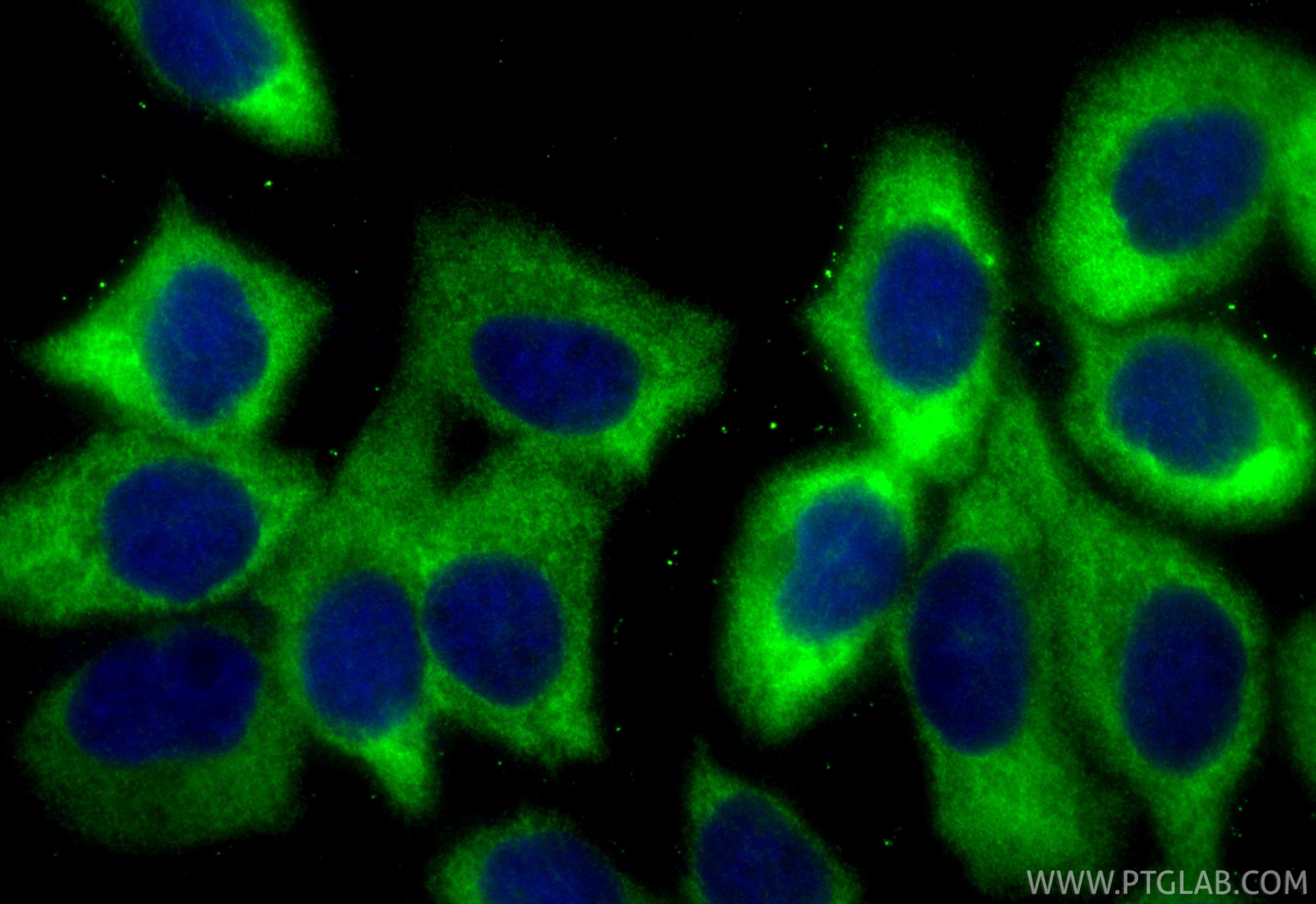 IF Staining of A431 using CL488-84778-4
