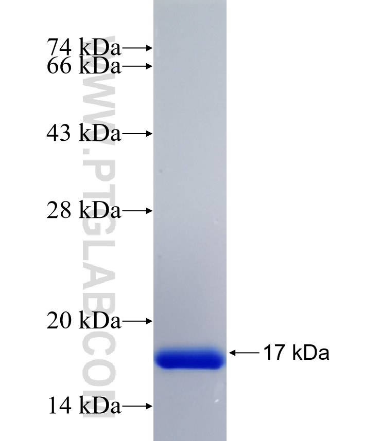 LRRFIP1 fusion protein Ag34536 SDS-PAGE LRRFIP1 fusion protein Ag34536 SDS-PAGE