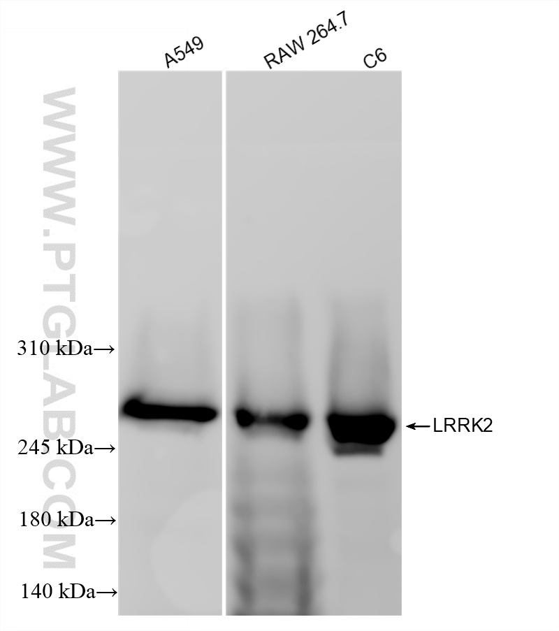 WB analysis using 84062-3-RR