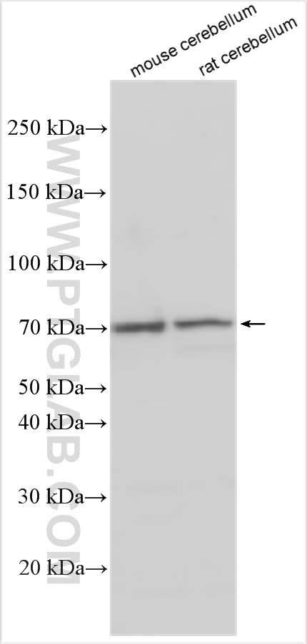 WB analysis using 14288-1-AP