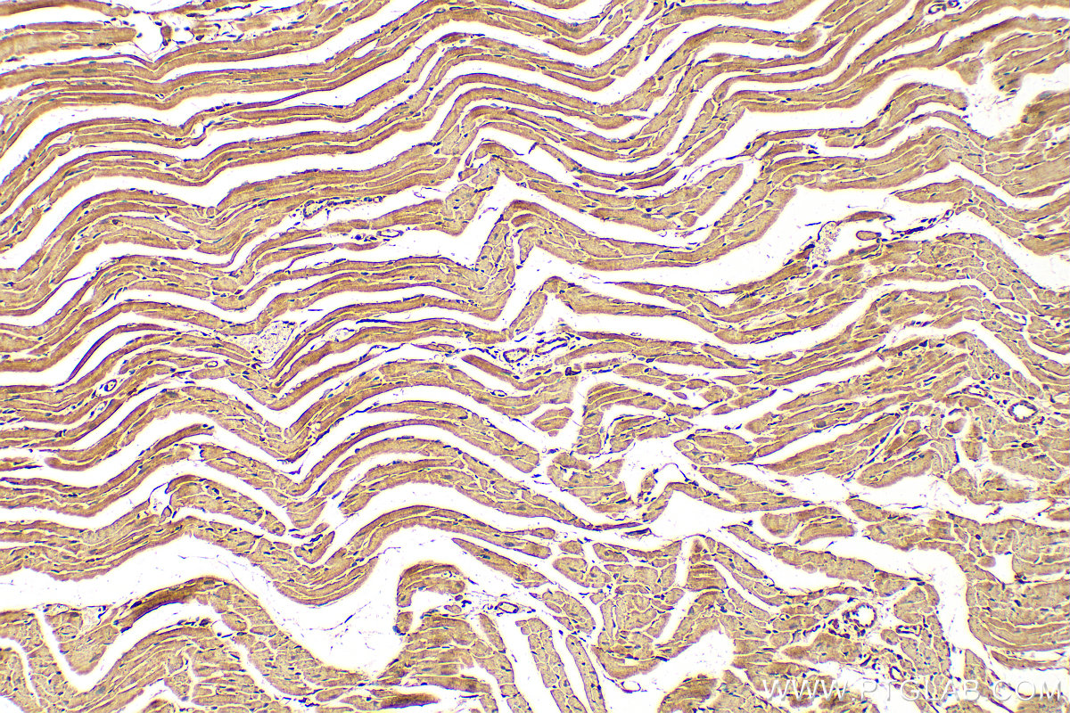 IHC staining of mouse heart using 26951-1-AP