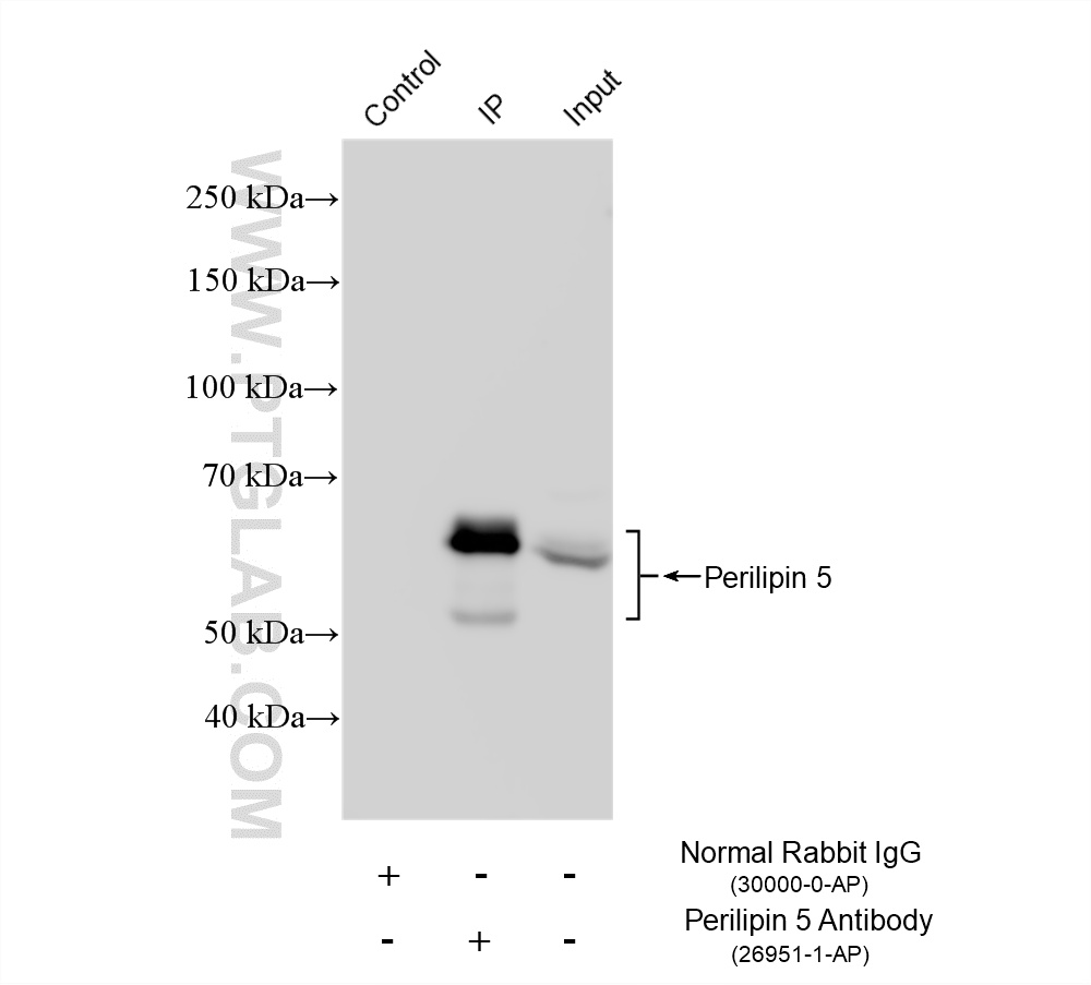 IP experiment of MCF-7 using 26951-1-AP