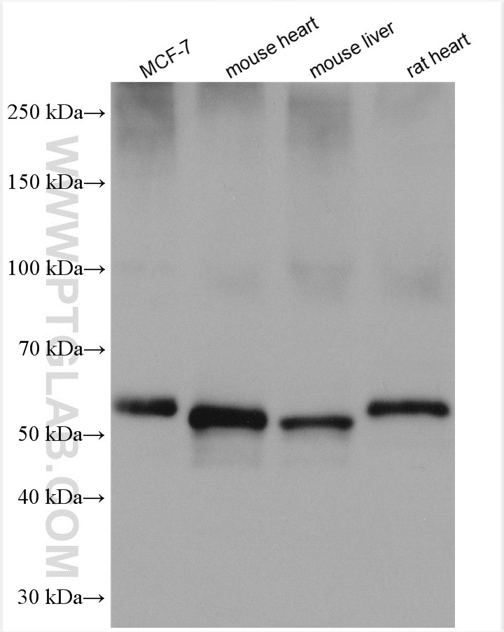 WB analysis using 26951-1-AP