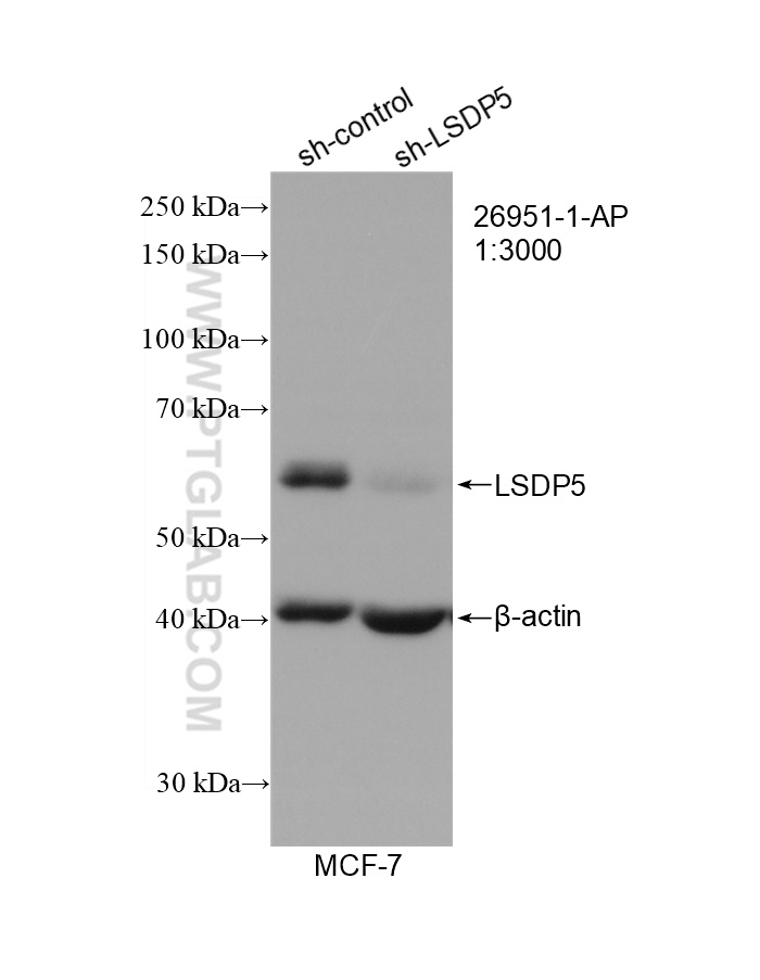 WB analysis of MCF-7 using 26951-1-AP