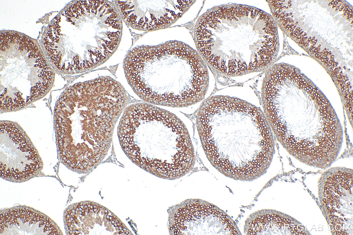 Immunohistochemical analysis of paraffin-embedded rat testis tissue slide using 17750-1-AP (LSG1 antibody) at dilution of 1:200 (under 10x lens). Heat mediated antigen retrieval with Tris-EDTA buffer (pH 9.0). IHC staining of rat testis using 17750-1-AP