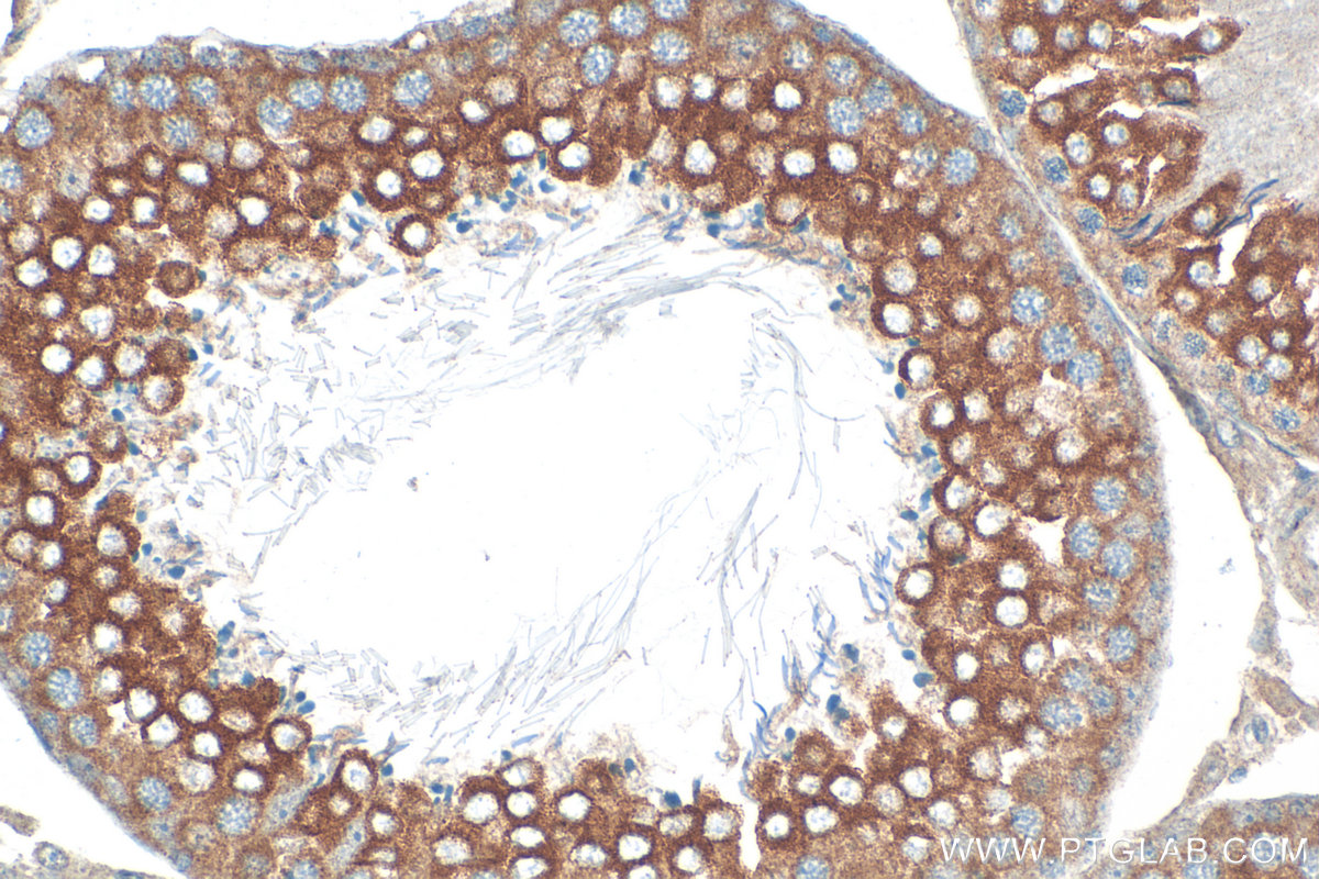 Immunohistochemical analysis of paraffin-embedded rat testis tissue slide using 17750-1-AP (LSG1 antibody) at dilution of 1:200 (under 40x lens). Heat mediated antigen retrieval with Tris-EDTA buffer (pH 9.0). IHC staining of rat testis using 17750-1-AP