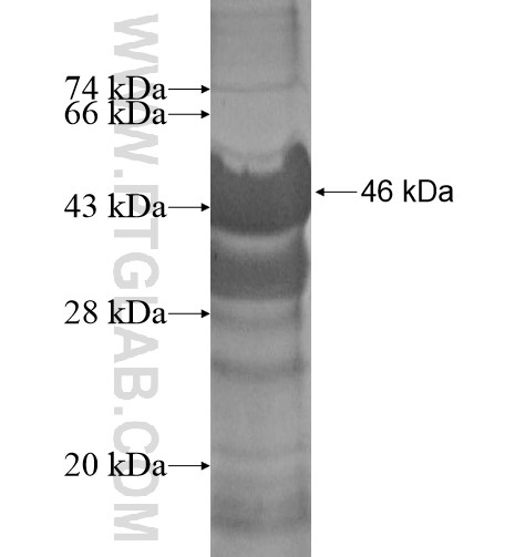 LSG1 fusion protein Ag12224 SDS-PAGE