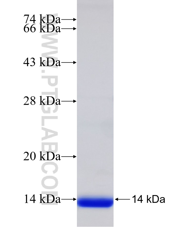 LSM10 fusion protein Ag32944 SDS-PAGE LSM10 fusion protein Ag32944 SDS-PAGE