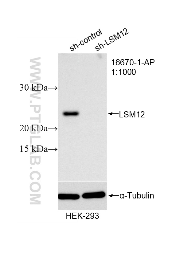 WB analysis of HEK-293 using 16670-1-AP