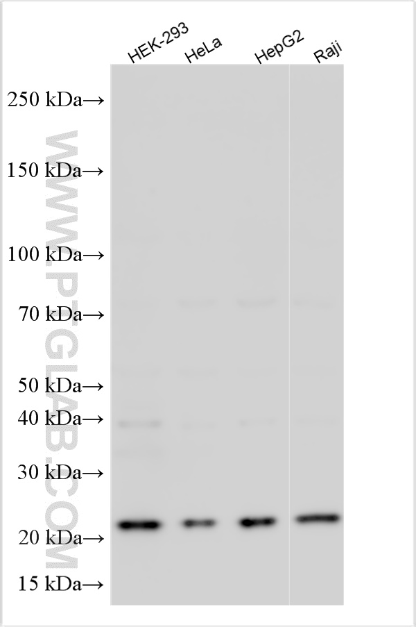 WB analysis using 16670-1-AP