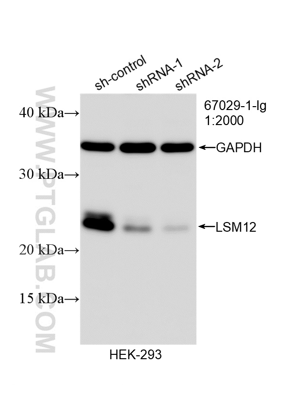 WB analysis of HEK-293 using 67029-1-Ig