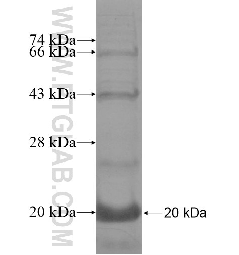 LSM12 fusion protein Ag10211 SDS-PAGE LSM12 fusion protein Ag10211 SDS-PAGE