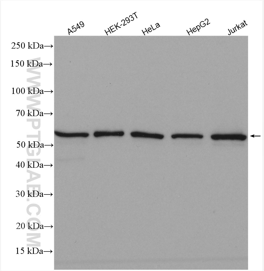 WB analysis using 18336-1-AP