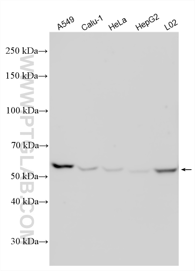 WB analysis using 33966-1-AP