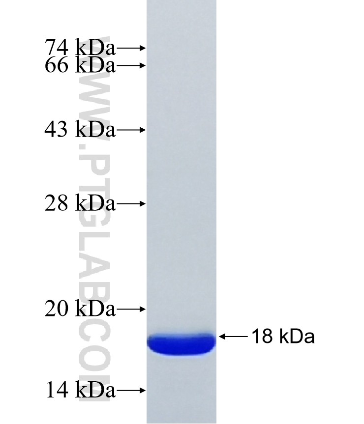 LSM14A fusion protein Ag42013 SDS-PAGE LSM14A fusion protein Ag42013 SDS-PAGE