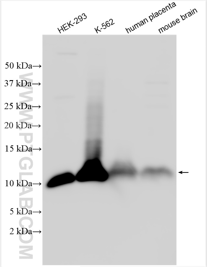 WB analysis using 10963-1-AP