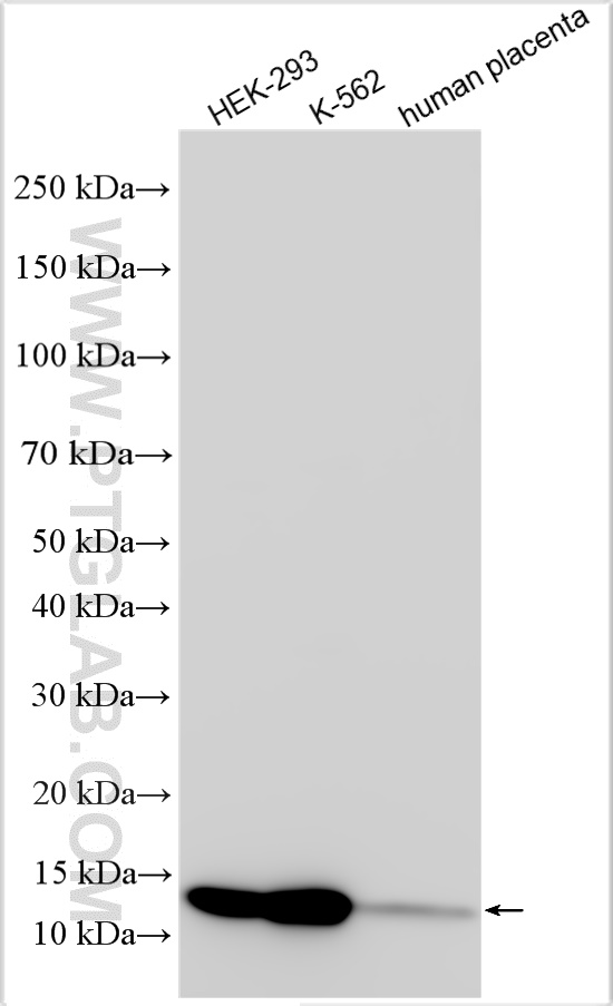 WB analysis using 32074-1-AP