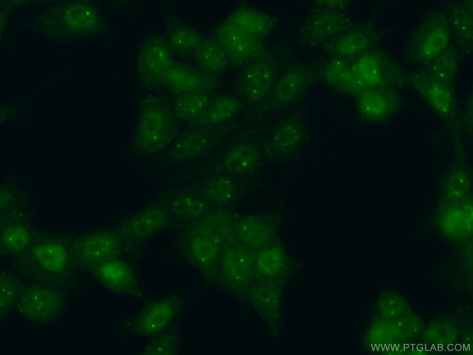 IF Staining of MCF-7 using 10834-1-AP