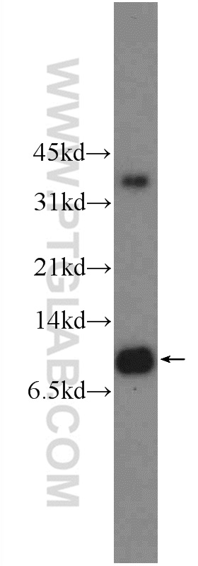 WB analysis of HeLa using 10134-1-AP