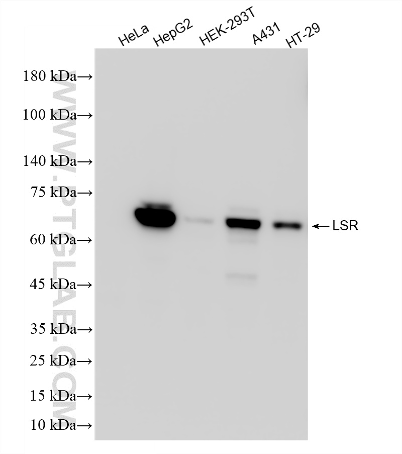 WB analysis using 88350-2-RR (same clone as 88350-2-PBS) WB analysis using 88350-2-RR (same clone as 88350-2-PBS)