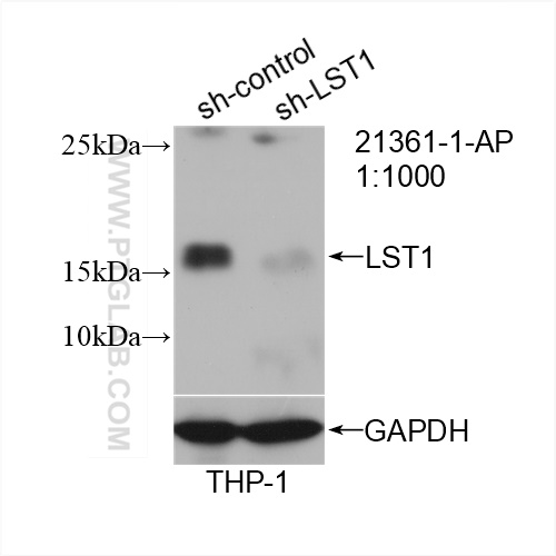 WB analysis of THP-1 using 21361-1-AP (same clone as 21361-1-PBS)