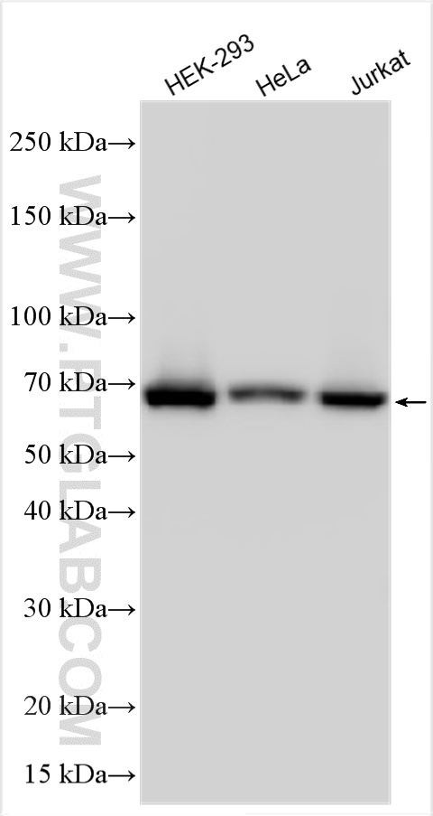 WB analysis using 13662-1-AP