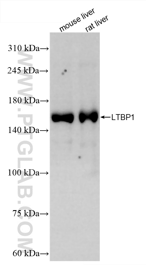 WB analysis using 85820-1-RR (same clone as 85820-1-PBS)