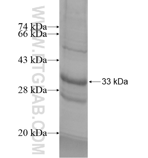 LTC4S fusion protein Ag14202 SDS-PAGE