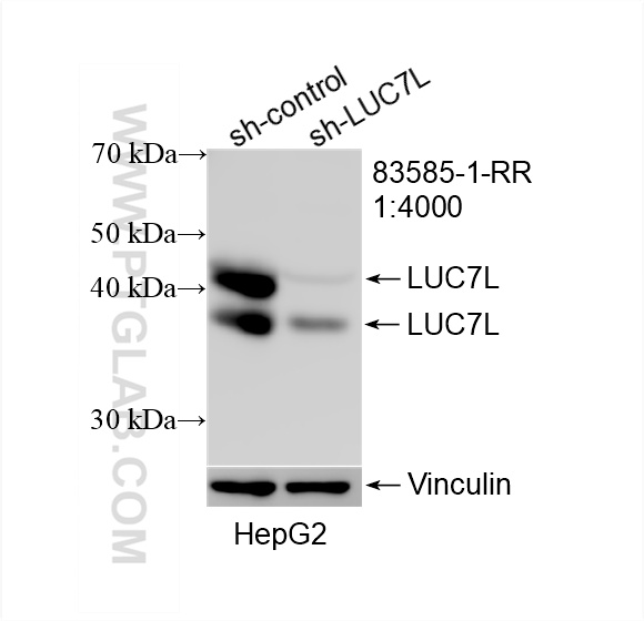 WB analysis of HepG2 using 83585-1-RR